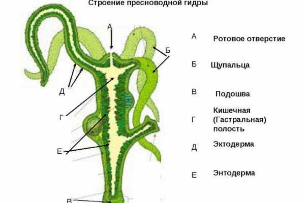 Не работает мега через тор сегодня